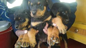 Cachorros Rottweiler