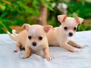 Chihuahuas Blanco con Negro Y Caramelos