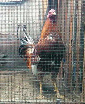 Gallo a La Venta