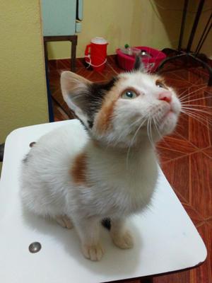 Gatita en Adopcion