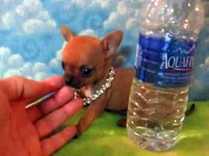 Hermoso Chihuahua Miniatura de cachorro machito s/600