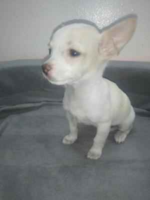Hermoso Chihuahua Toy