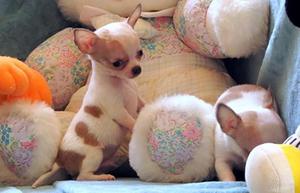 INCOMPARABLES MINI TOYS CHIHUAHUAS BICOLORES DIMINUTOS