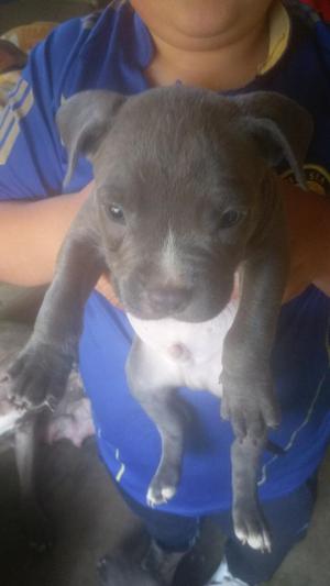 Perritos Pitbull Fusion Blu