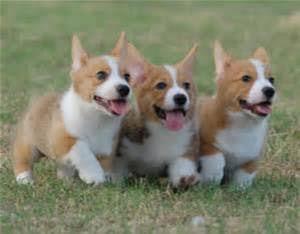 Perros Corgi