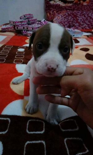 Perros Pitbull