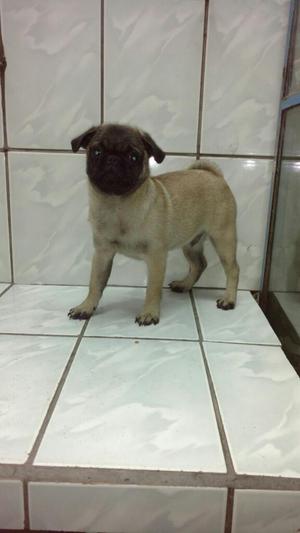 Pug Carlino