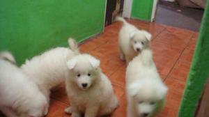 Samoyedo Polarcito Blancos Puro