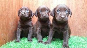 Se Vende Cachorros Labradores