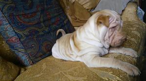 Sharpei Disponible