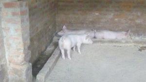 Vendo Cerdos Machos para Reproducción