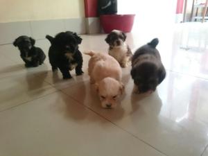 Vendo Chitzu Perritos