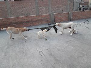 cachorros labradores