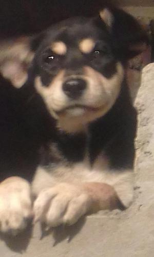 en Adopcion Cachorrita