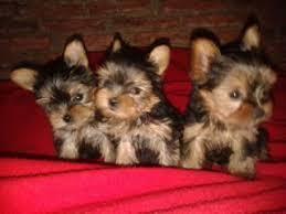 hermosos cachorritos yorkshire de mes y medio de nacidos