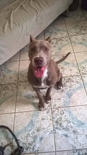 vendo pitbull hembra 7 meses