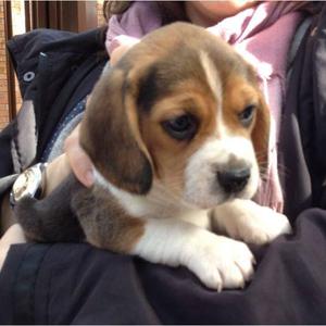 venta de cachorroos beagles