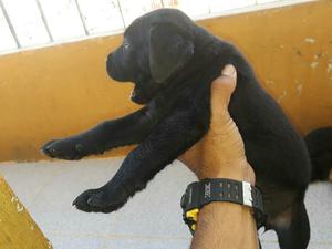 Cachorra Labrador Hembra en Venta