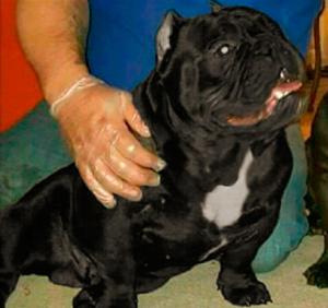 American Bully