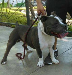 American Bully