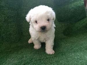 Bichon Frise