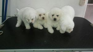 Bichon Frise