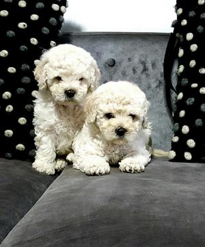 Bichon Frise Hermosos