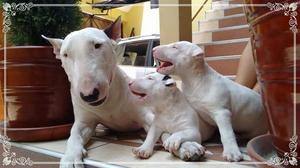 Bull Terrier Pedigre Hembra