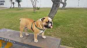 Bulldog Ingles