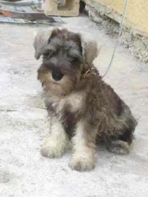 Cachorra Schnauzer