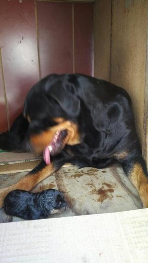 Cachorras Rottweiler