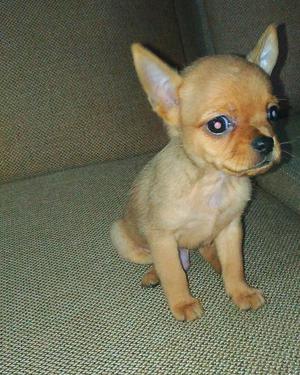 Cachorro Chihuahua