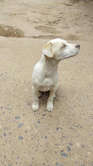 Cachorro Marli en Venta 40