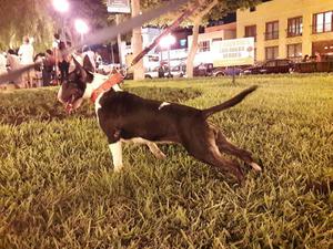 Cachorros Bull Terrier