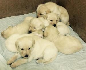 Cachorros Labrador