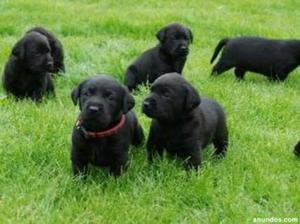 Cachorros Labradores Negros Finos