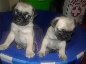 Cachorros Pug