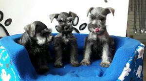 Cachorros Schnauzer