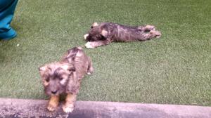 Cachorros Schnauzer