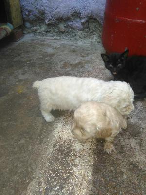 Cachorros poodle de un mes solo quedan dos hembritas