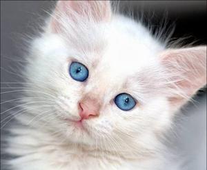 GATITO ANGORA OJOS AZULES MACHO HENBRA