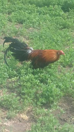 Gallo en Venta