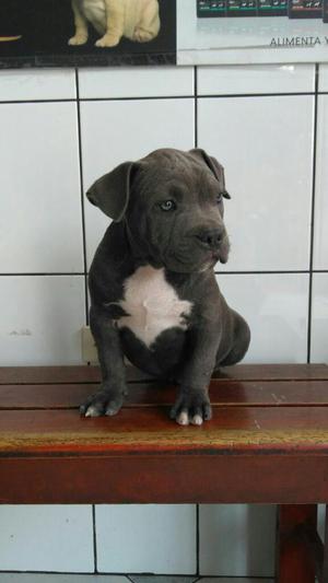 Hermoso Cachorritos Bully Dispnible