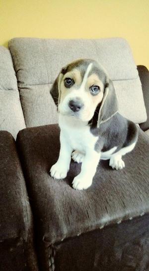 Hermosos cachorros beagle