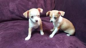 Hermosos cachorros chihuahua