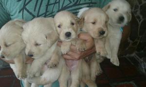 LINDOS CACHORRITOS GOLDEN RETRIEVER