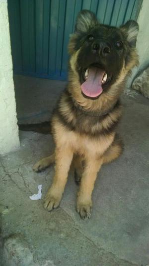 Pastor Aleman Hembra en Venta 