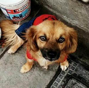 Pekines Cruce Adopcion Hembra