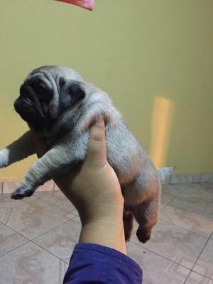 Pug Carliño