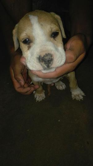 Se Vende Fusion Bully 1macho 1heambra